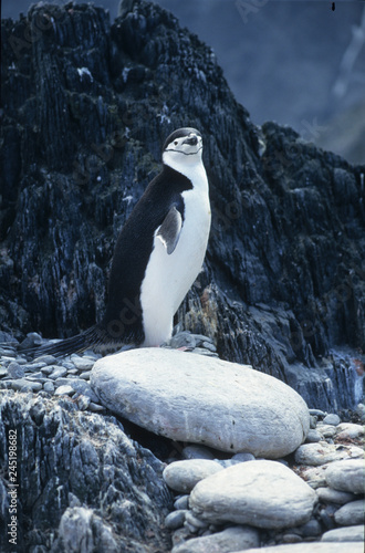 Antarctica  a potrait of one lonely penguin 