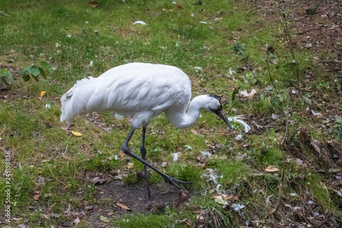 Whooping Crane (Grus americana) 