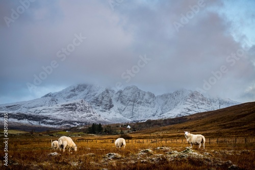 Domestic sheep (Ovis gmelini aries) in Highland Landt with winter Cullins Mountains, Broadford, Isle of Skye, United Kingdom, Europe photo