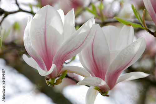 Tulpen-Magnolie  Magnolia    soulangeana  Bl  ten
