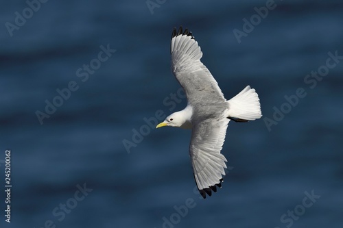 Kittiwake flying over sea photo