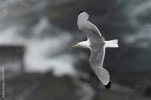 Kittiwake flying over sea photo