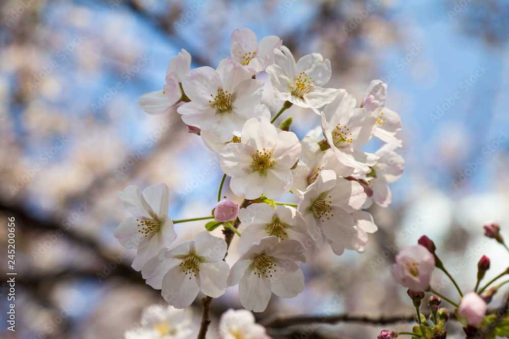 Cherry blossoms in the center of Tokyo, Japan Cherry blossoms in the center of Tokyo, Japan