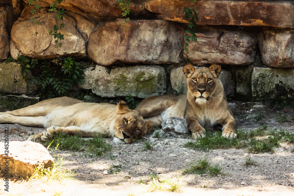 Naklejka premium lionesses lounging
