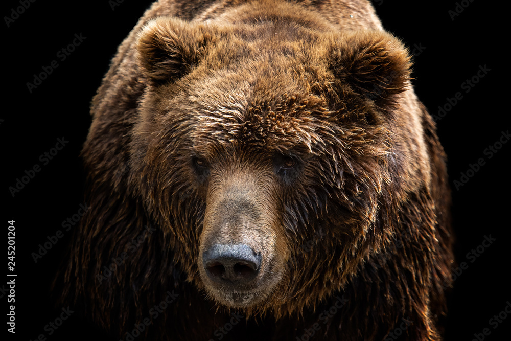 Front view of brown bear isolated on black background. Portrait of Kamchatka bear (Ursus arctos beringianus)