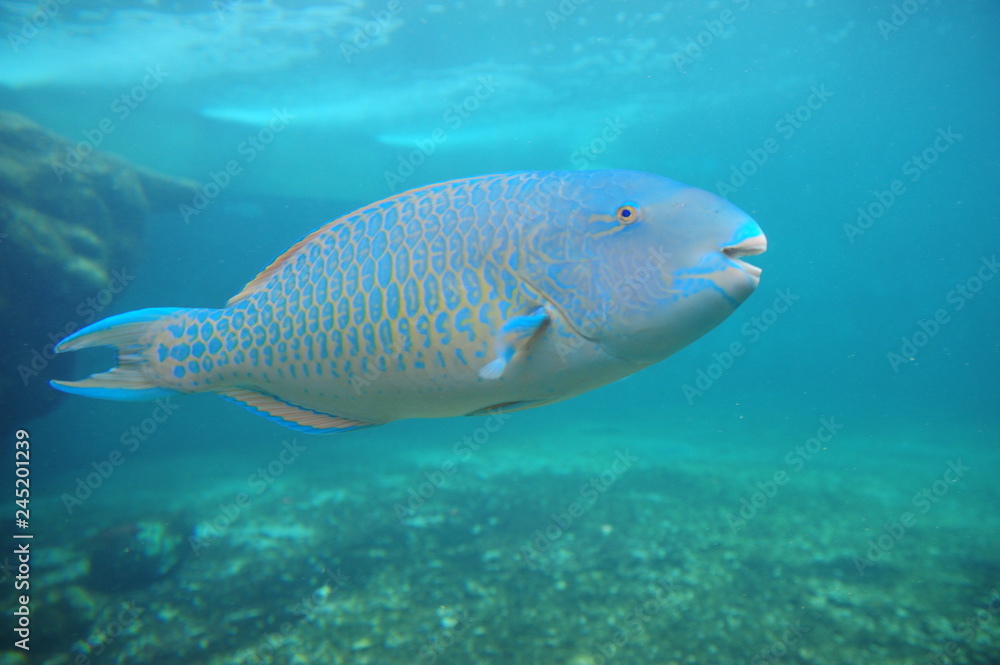 Naklejka premium poisson