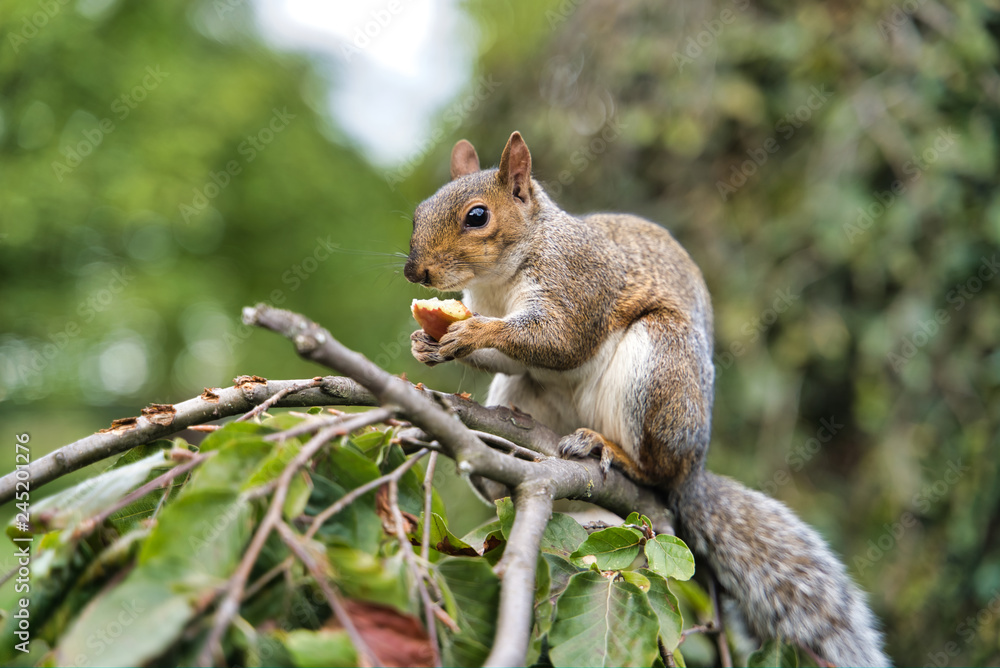 Squirrel chewing fruit on a tree, London, UK