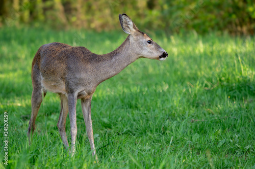 Roe deer  Capreolus capreolus. Wild roe deer in nature.