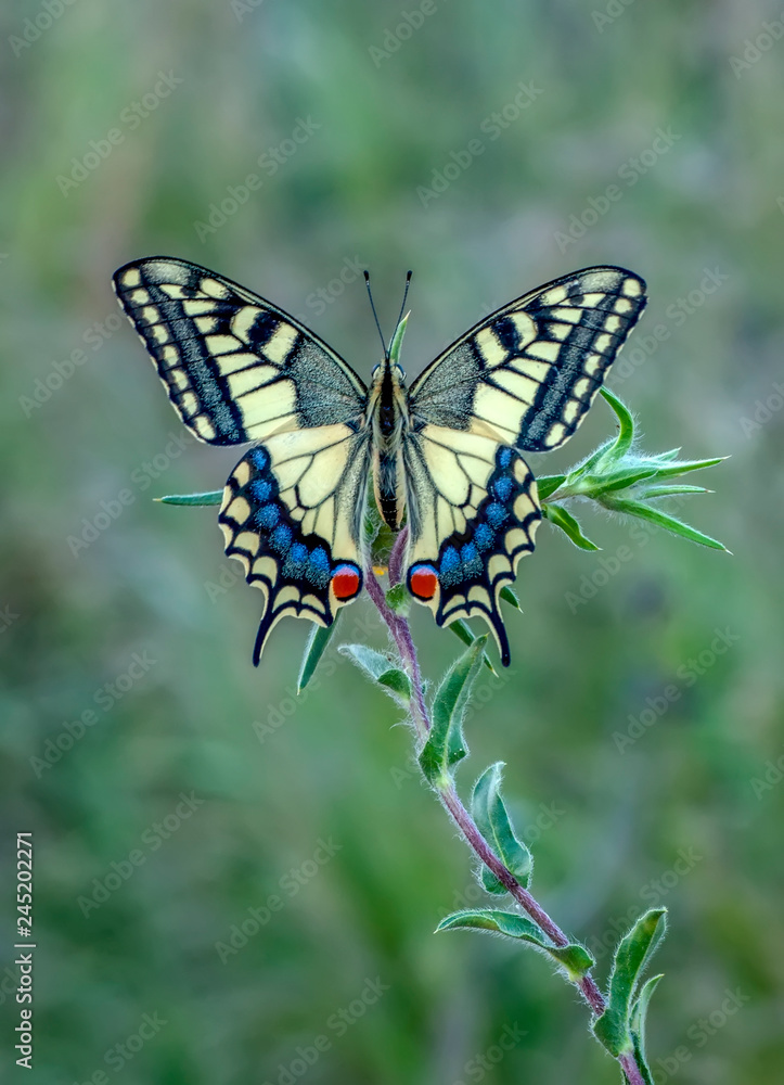 Closeup beautiful butterfly sitting on flower Closeup beautiful butterfly sitting on flower