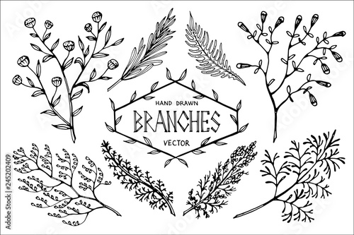 Hand drawn vector branches.