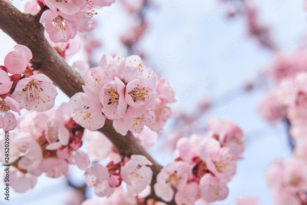 Light pink beautiful blooming tree of sakura on background of sky in spring. Spring concept. Light pink beautiful blooming tree of sakura on background of sky in spring. Spring concept.