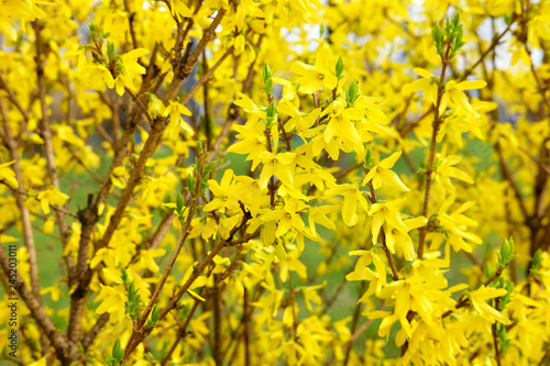 flowering of yellow spring flowers © Kiryl Lis
