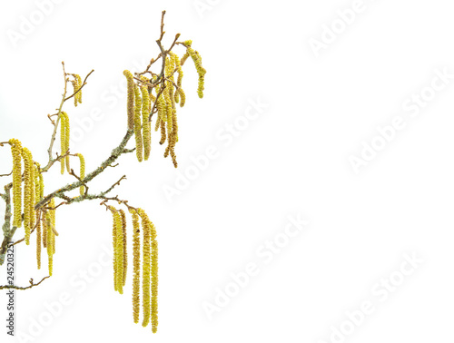 branch and golden flowers of hazel tree on white background, on the left