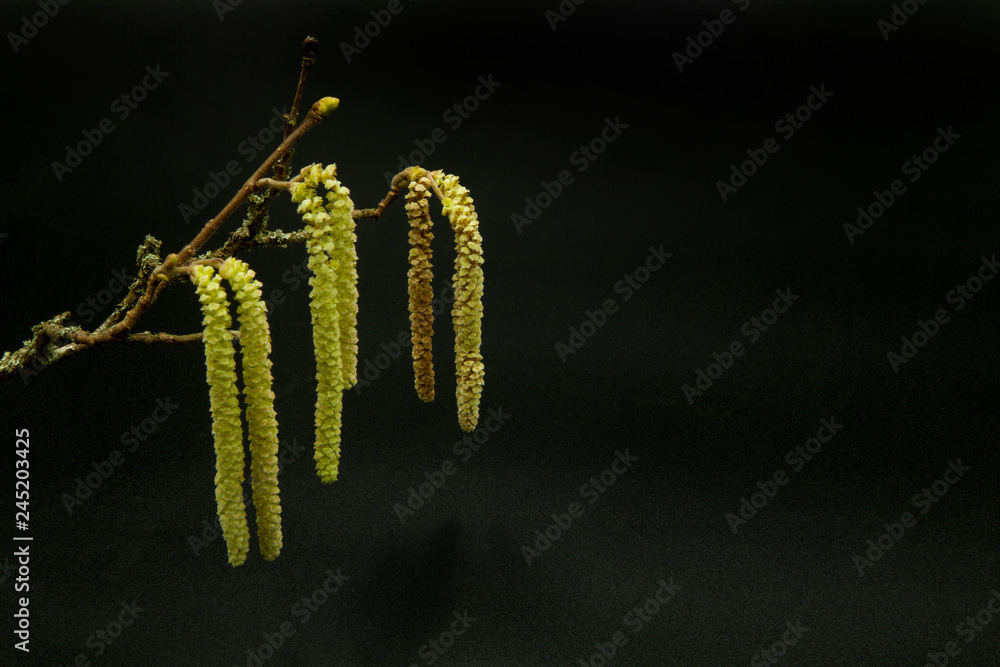 Naklejka premium branch and golden flowers of hazel tree on black background