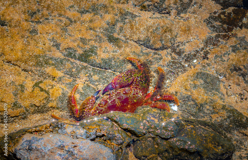 crab under the rock in the water