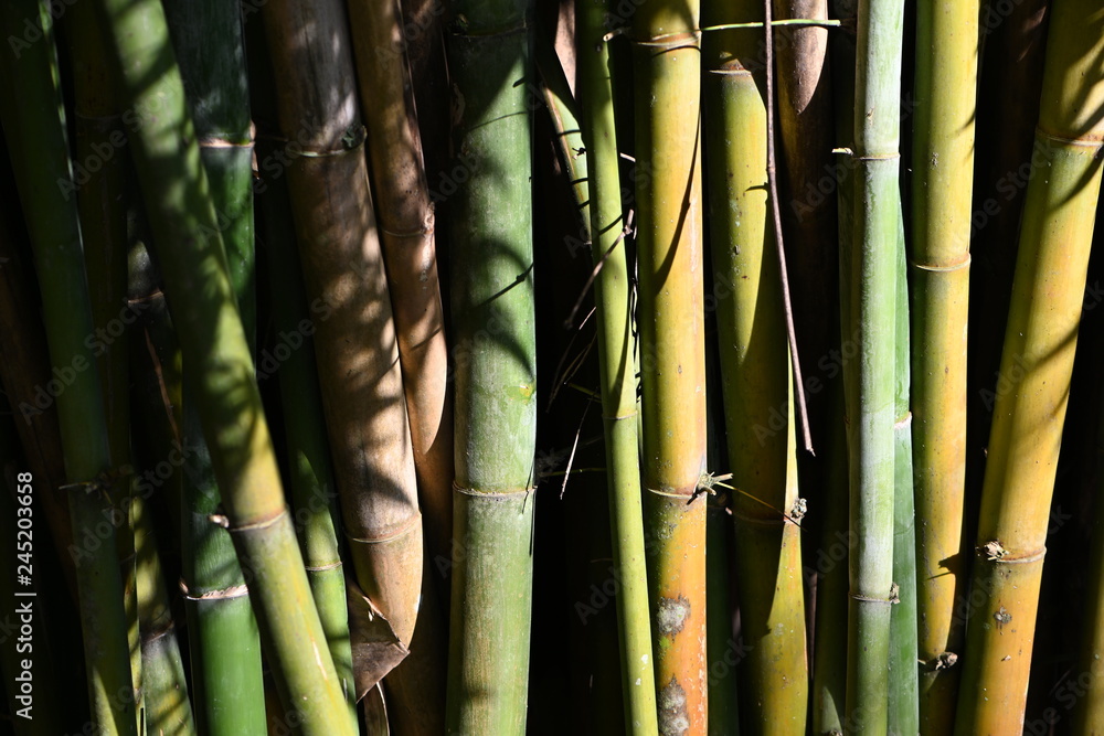 Fototapeta premium Encroaching darkness bamboo