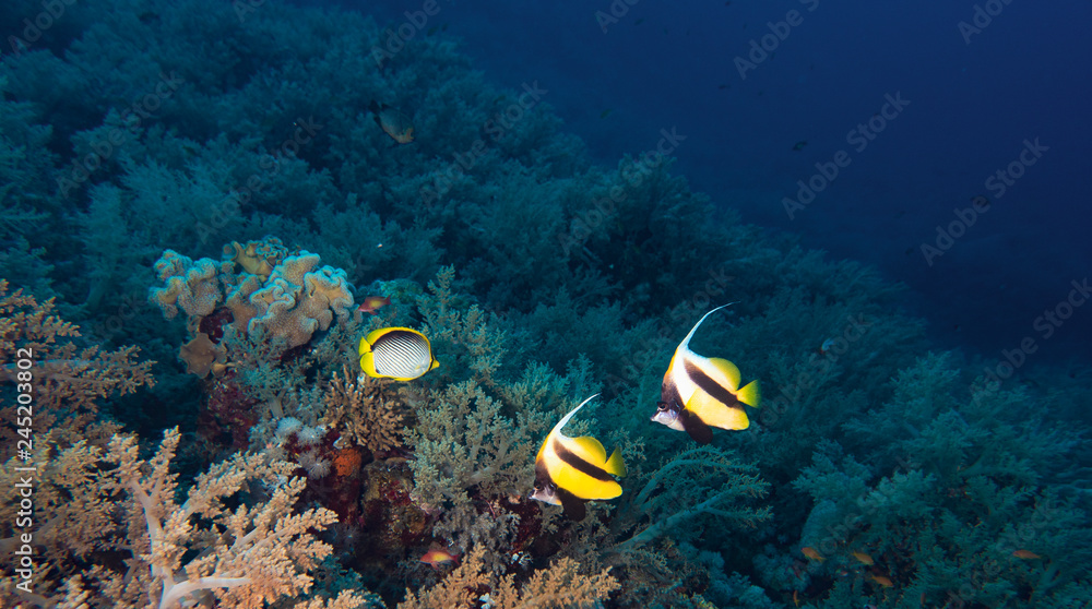 Red sea bannerfish and blackback butterflyfish swimming over coral reef in red sea Red sea bannerfish and blackback butterflyfish swimming over coral reef in red sea