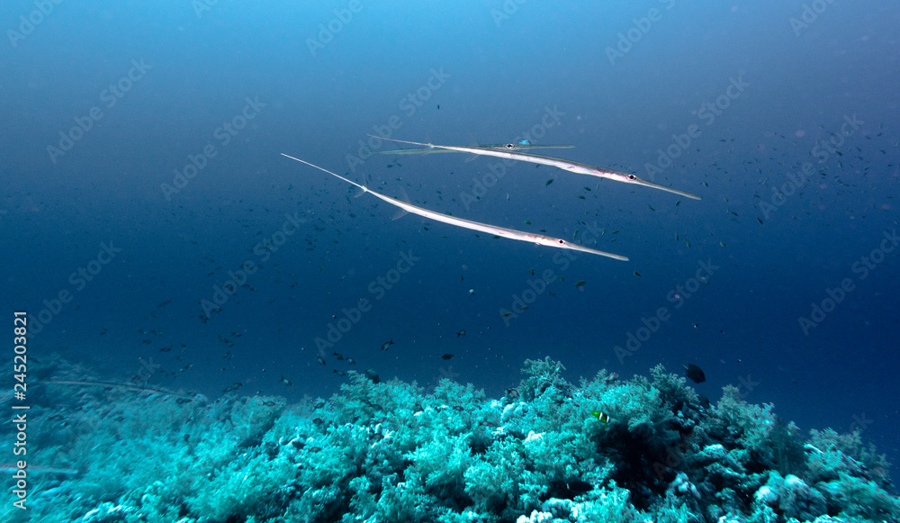 Keeltail needlefish swimming over coral reef in red sea Keeltail needlefish swimming over coral reef in red sea