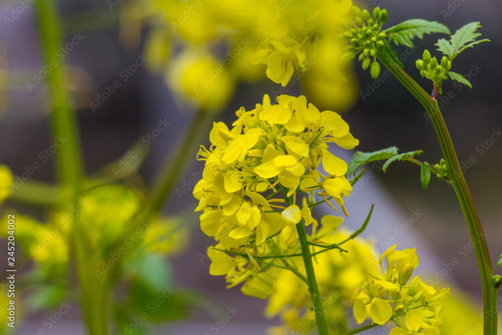 Rape blossoms blooming along the railroad in the center of Tokyo, Japan Rape blossoms blooming along the railroad in the center of Tokyo, Japan