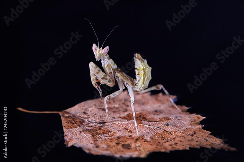 Mantis Creobroter gemmatus fertilized female photo