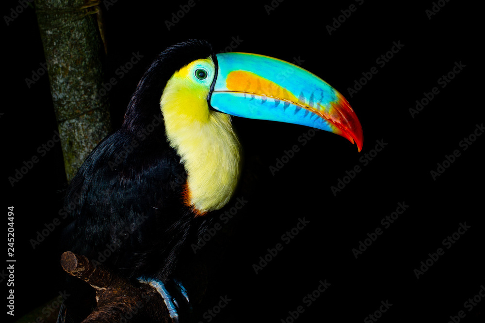 Tucan Tucan