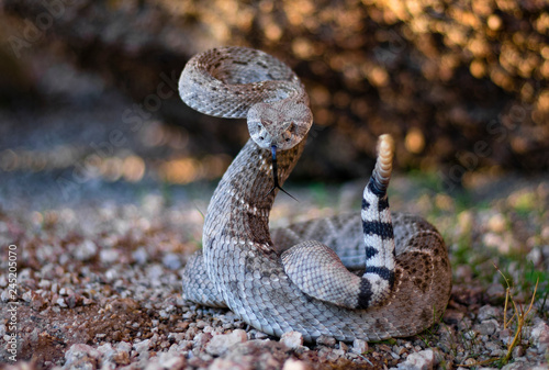 Rattlesnake Pose