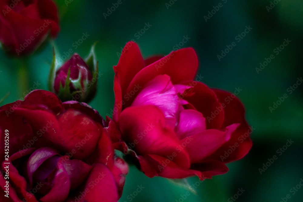 budding rose budding rose