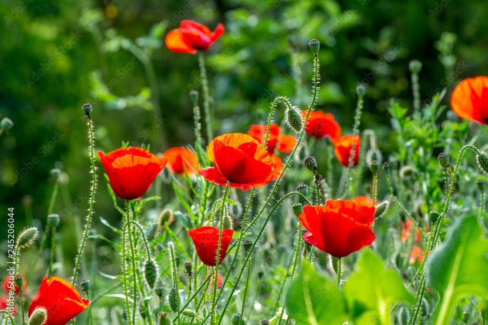 Obraz premium Beautiful Flowers - Stock Image