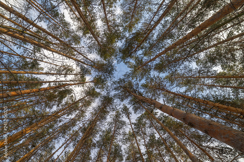 Snow covered pines in the forest. Looking up in the winter forest.