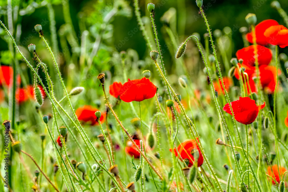 Obraz premium Beautiful Flowers - Stock Image