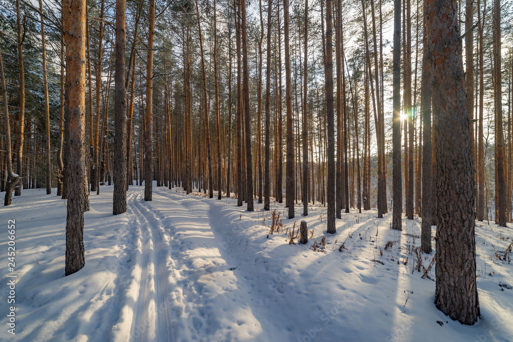 The sun shines between the trunks of the pines in the winter forest