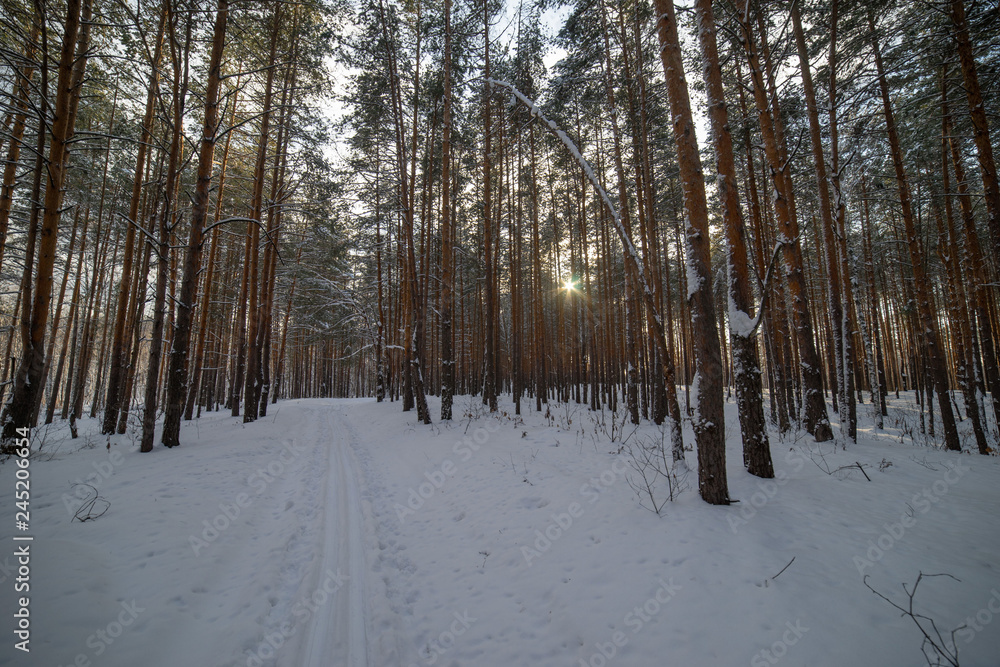 Fototapeta premium Ski track in the winter pine forest
