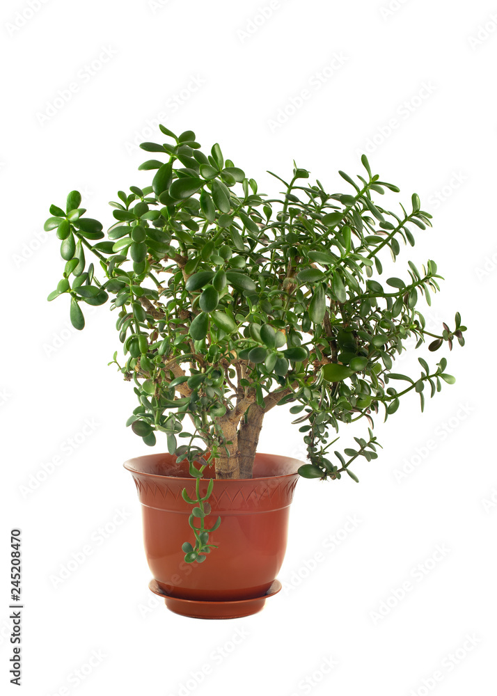 Money Tree. Home plant of Crassula on a white isolated background. Money Tree. Home plant of Crassula on a white isolated background.