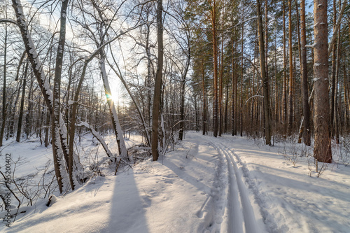 Landscape in the winter forest, ski track and the sun and frost.