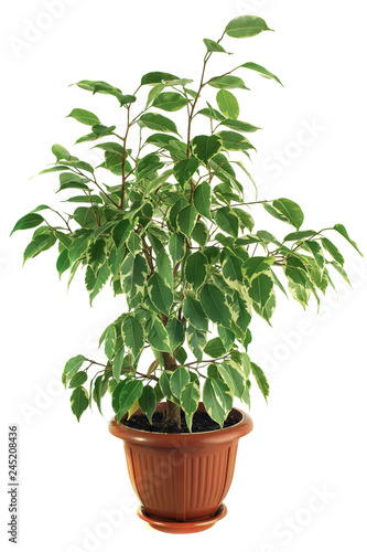 Ficus Benjamina Starlight on a white background. Isolated