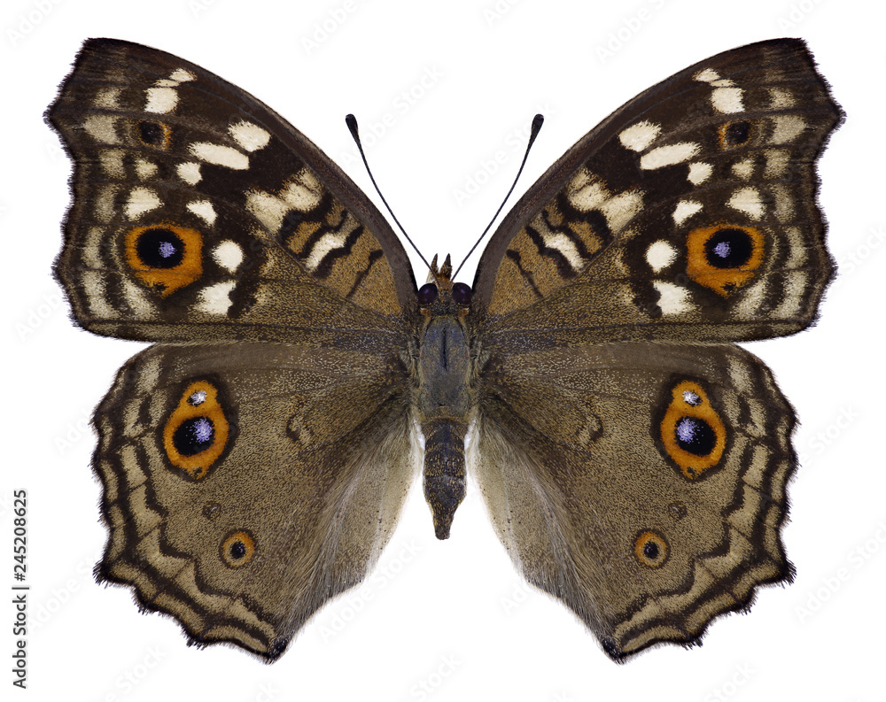 Fototapeta premium Butterfly Junonia lemonias on a white background