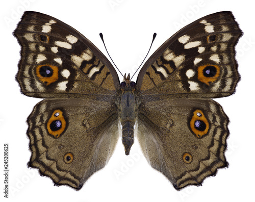 Butterfly Junonia lemonias on a white background