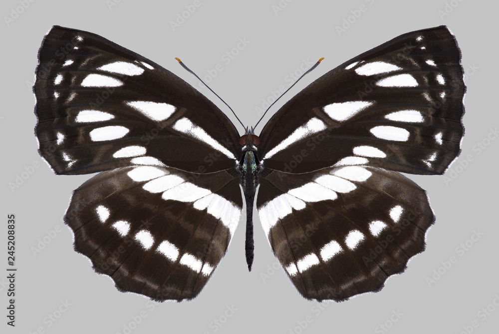 Fototapeta premium Butterfly Neptis hylas on a gray background