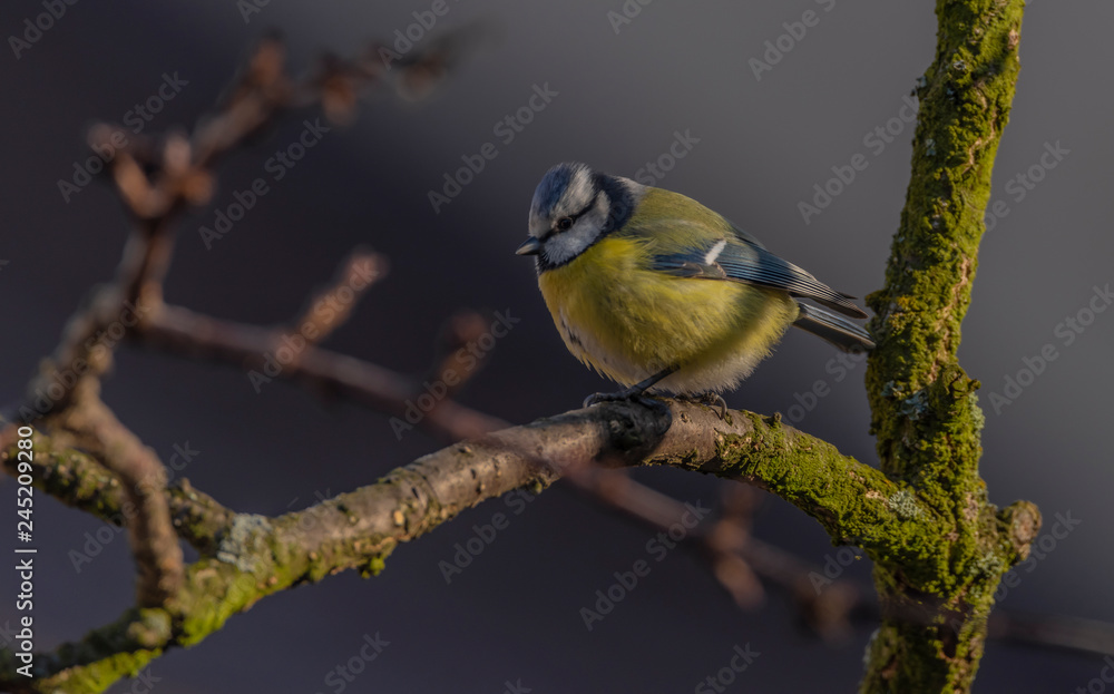 Yellow chickadee bird on apricot tree in winter cold sunny day Yellow chickadee bird on apricot tree in winter cold sunny day