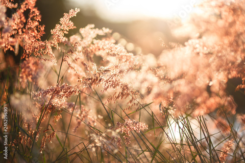Vintage photo of flowers grass blurred on sunset, spring or summer concept © piya
