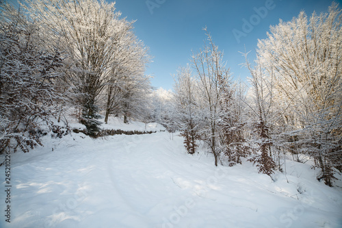 Forest in the snow season © Sergii Kondrytskyi