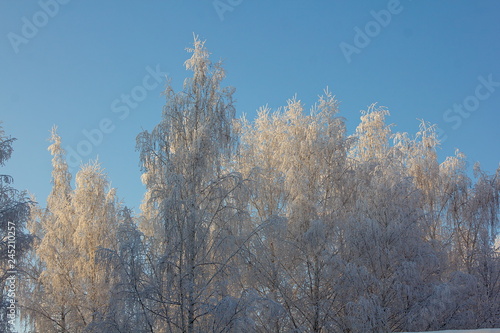 Snow covered trees at sunset