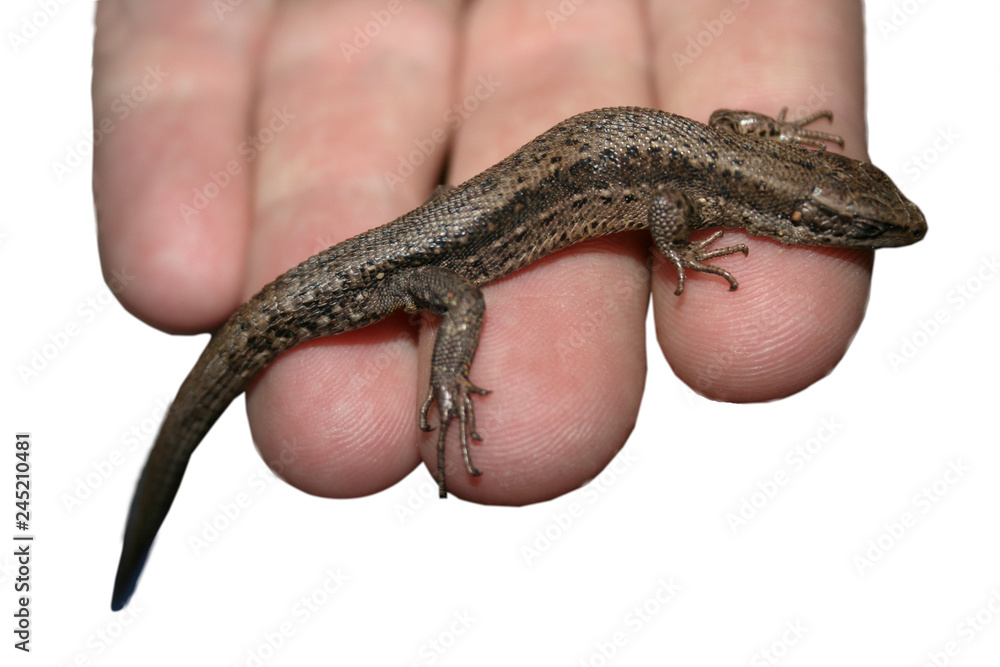 hand holding lizard isolated on a white background hand holding lizard isolated on a white background