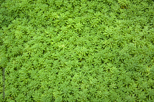 Fényképezés Grass carpet background.. Gold moss sedum in the garden