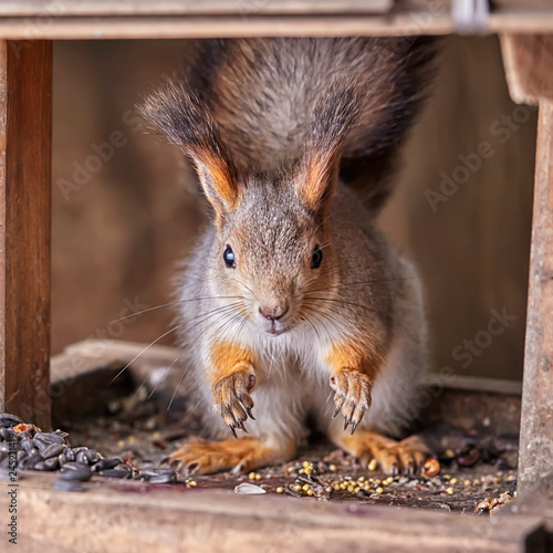 Portrait of eurasian gray squirrel