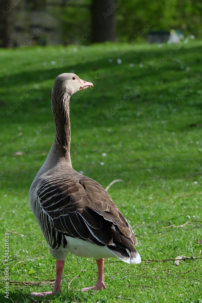 Fototapeta premium goose on green grass
