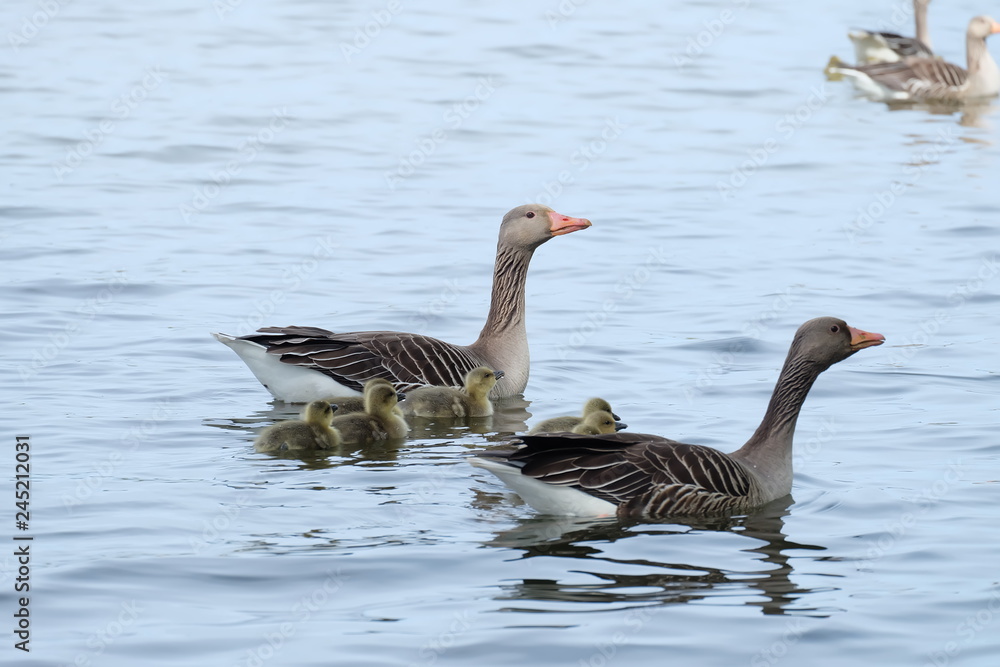 goose family in water goose family in water