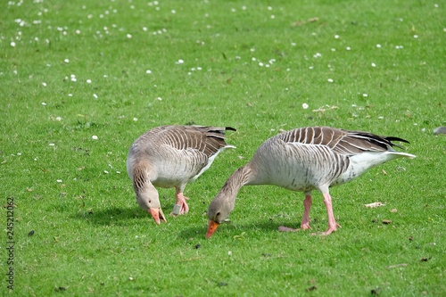 Photography goose eating greengrass