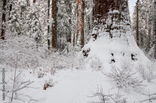 Giant Sequoia and Fresh Snow
