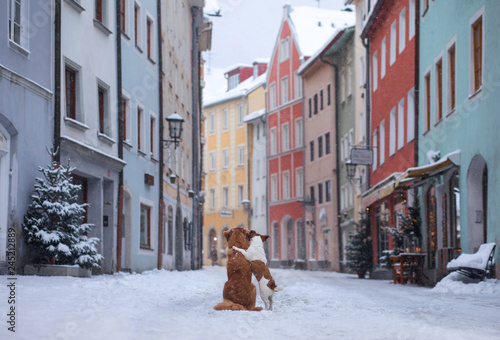 two dogs hug each other and look at the street of a small town. Pet in the city, walk, trip. Nova Scotia Duck Tolling Retriever and a Jack Russell Terrier © annaav